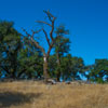 Armstrong Redwoods State Natural Reserve photo, July 2013