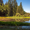 Armstrong Redwoods State Natural Reserve photo, July 2013