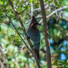 Armstrong Redwoods State Natural Reserve photo, July 2013