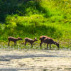 Armstrong Redwoods State Natural Reserve photo, July 2013