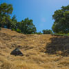 Armstrong Redwoods State Natural Reserve photo, July 2013