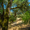 Armstrong Redwoods State Natural Reserve photo, July 2013