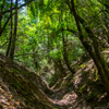 Armstrong Redwoods State Natural Reserve photo, July 2013