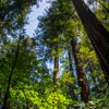 Armstrong Redwoods State Natural Reserve photo, July 2013