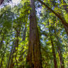 Armstrong Redwoods State Natural Reserve photo, July 2013