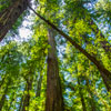 Armstrong Redwoods State Natural Reserve photo, July 2013