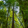 Armstrong Redwoods State Natural Reserve photo, July 2013