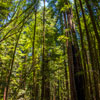 Armstrong Redwoods State Natural Reserve photo, July 2013