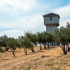 Silver Oak Winery July 2013