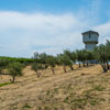 Silver Oak Winery July 2013