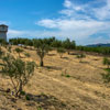 Silver Oak Winery July 2013