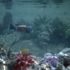 Disneyland Submarine Lagoon  May 1960