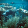 Disneyland Submarine Voyage photo, September 1965