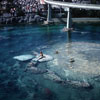 Disneyland Submarine, August 1960