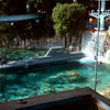 Disneyland Submarine Voyage January 1984