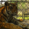 Tippi Hedren and Shambala Wildlife Preserve photo, May 2003