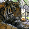 Tippi Hedren and Shambala Wildlife Preserve photo, May 2003