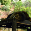 Tippi Hedren and Shambala Wildlife Preserve photo, May 2003