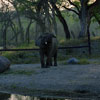 Elephant at Shambala Wildlife Preserve May 2003