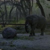 Elephant at Shambala Wildlife Preserve May 2003