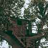 Disneyland Tom Sawyer Island Tree House August 1962