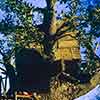 Treehouse, 1950s