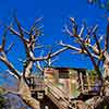 Disneyland Tom Sawyer Island Treehouse, February 2007