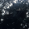 Tom Sawyer Treehouse, July 1972