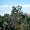 Disneyland Tom Sawyer Island Tree House 1962