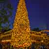 Disneyland Town Square Christmas Tree, January 2003