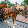 Disneyland Town Square October 2013