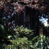 Swiss Family Robinson Treehouse, July 17, 1968