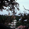 Swiss Family Robinson Treehouse June 1969