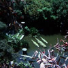 Swiss Family Robinson Treehouse June 1969