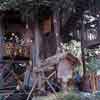 Disneyland Swiss Family Robinson Treehouse February 1971